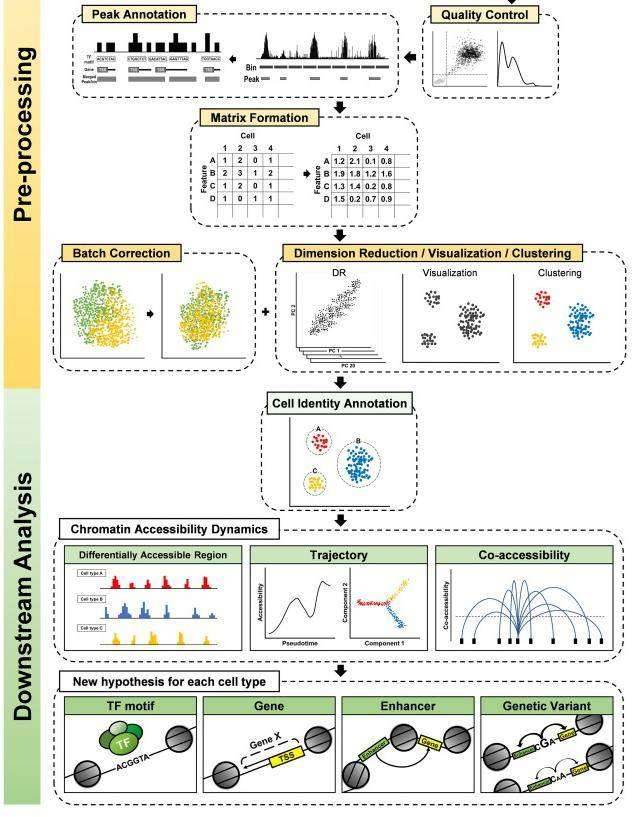 Single-cell ATAC-Seq scATAC-Seq Service