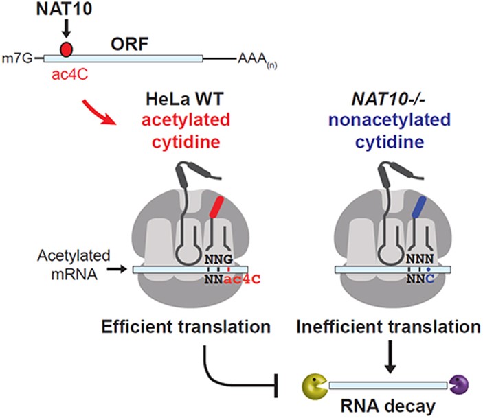 Comprehensive Guide to acRIP-seq: Principles and Workflow