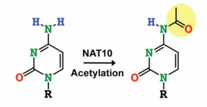 Schematic on NAT10 catalyzed cytidine acetylation (Arango et al., 2019)