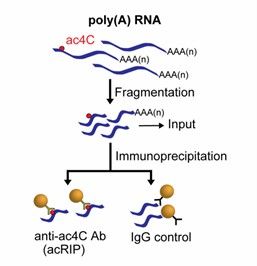 Flowchart of acRIP-seq (Arango et al., 2019)