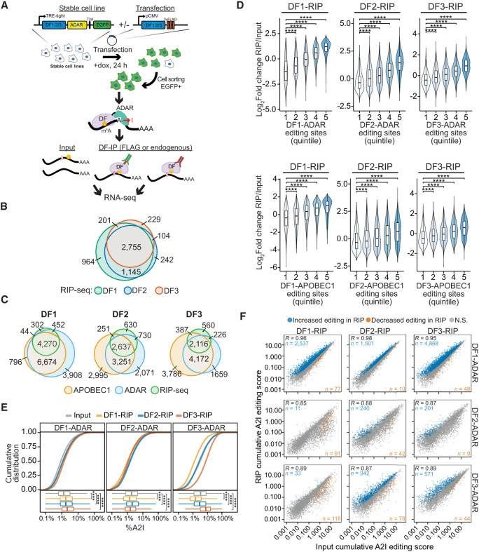 RIP-seq has confirmed that DF proteins bind to the same mRNA molecules together (Flamand et al., 2022)