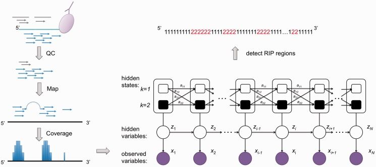 The simplified biological principles of RIP-seq remain unchanged in meaning, with the parenthetical content and its position preserved (Li et al., 2013)