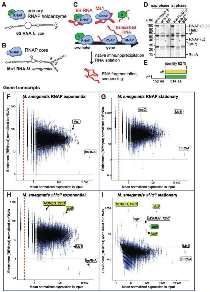 RIP - seq was conducted in Mycobacterium smegmatis (Vaňková et al., 2024)