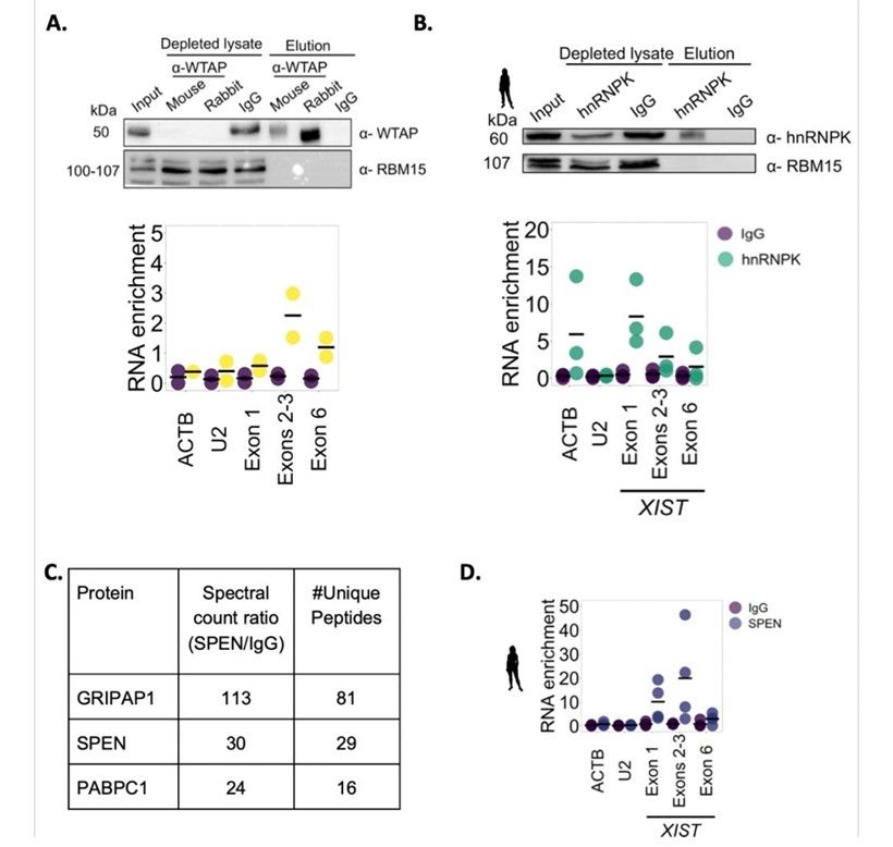 WTAP, HNRNPK and SPEN are interacted with by Human XIST (Ioannis et al., 2023)
