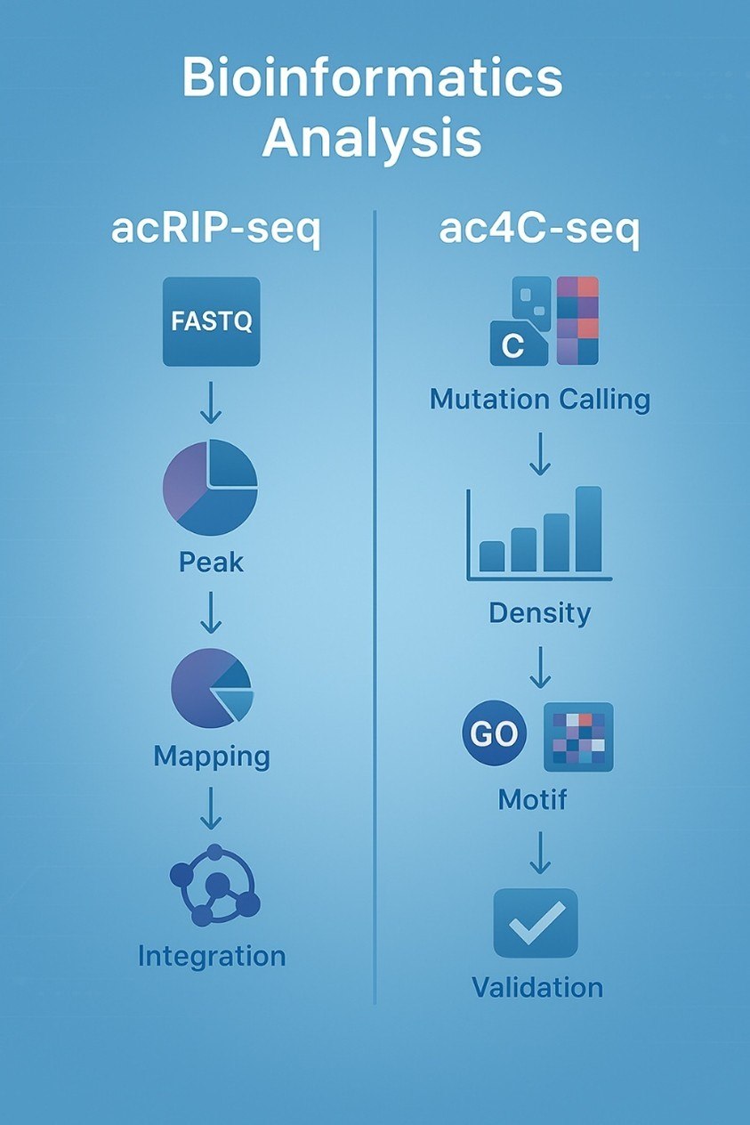 Vertical infographic comparing the bioinformatics analysis workflows of acRIP-seq and ac4C-seq. The left column shows acRIP-seq analysis steps such as QC, mapping, peak calling, motif analysis, and multi-omics integration. The right column illustrates ac4C-seq analysis including mutation detection, base composition, frequency heatmaps, and differential site analysis. Icons and flow lines visually guide users through each process, with a clean, blue-themed scientific design.
