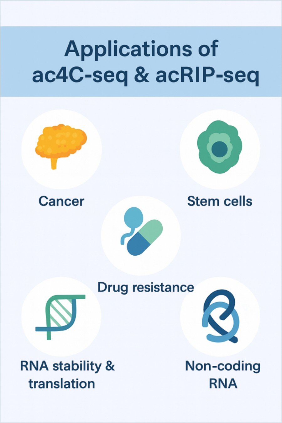 A 2D digital infographic titled 'Applications of acRIP-seq & ac4C-seq,' featuring six circular icons arranged around a central stylized RNA strand. Each icon represents a research area: cancer research (tumor icon), stem cell research (stem cell icon), gene regulation (mRNA strand), non-coding RNA analysis (looped RNA), drug resistance mechanisms (shield with pills), and RNA stability & translation (ribosome icon). The background uses a clean, minimal blue-white color scheme in a Nature-style layout.
