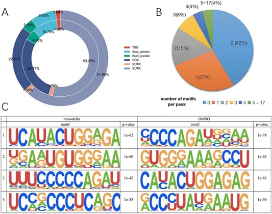 (A) 'Pie charts comparing the average percentage distribution of ac4C peaks across RNA regions (5′UTR, start codon, CDS, stop codon, 3′UTR) between Remodelin-treated (outer circle) and DMSO control (inner circle) groups.'
(B) 'Bar chart showing the distribution of ac4C peaks categorized by the number of ‘CXXCXXCXX’ motifs present within each peak region.'
(C) 'Table listing the top five enriched sequence motifs associated with ac4C peaks in Remodelin versus DMSO groups.'
