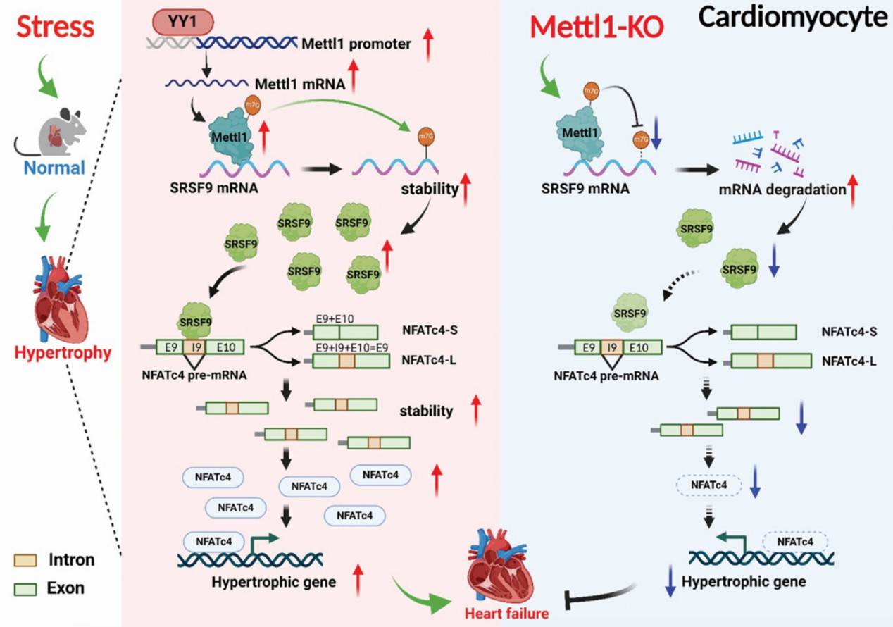 Graphical Abstract of M7G methyltransferase targets the SRSF9/NFATc4 axis to regulate cardiac hypertrophy (Yu et al., 2024)