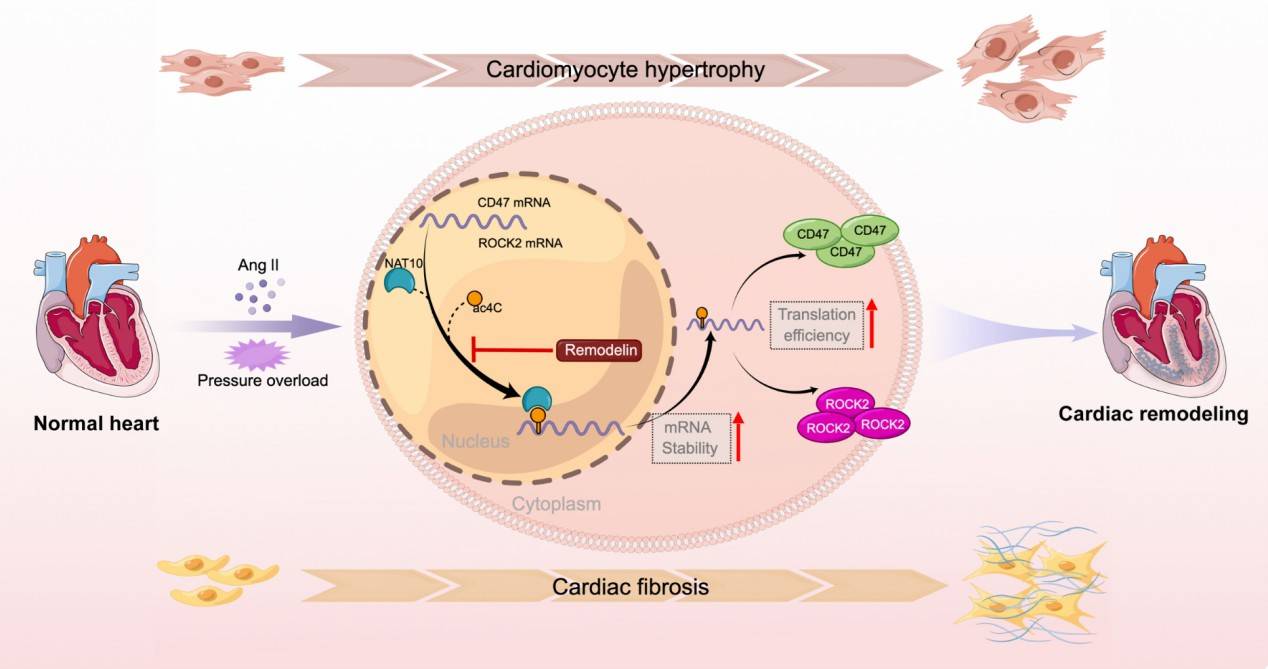 Graphical Abstract of NAT10 is involved in cardiac remodeling through ac4C-Mediated transcriptomic tegulation (Shi et al., 2023)