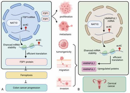 Schematic mechanism of NAT10/SEPT9/HIF-1a positive feedback loop regulating glycolytic addiction in GC cells (Yang et al., 2023)
