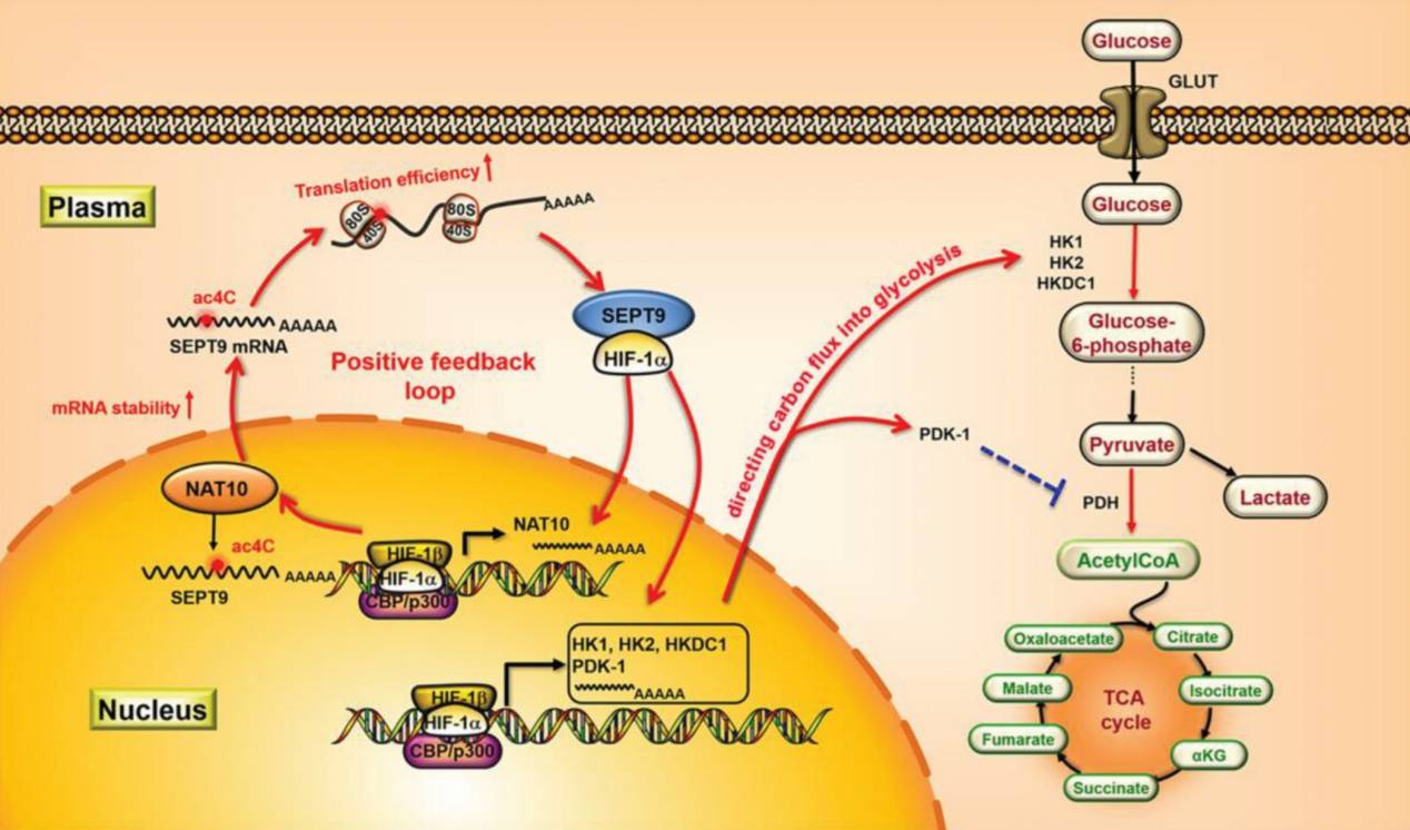 Graphical Abstract of NAT10-mediated mRNA N4-acetylcytidine modification promotes bladder cancer progression (Wang et al., 2022)
