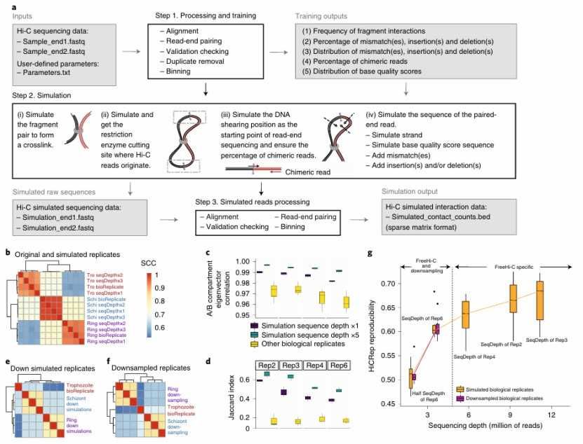 Overview of FreeHi-C data analysis (Zheng et al., 2020)