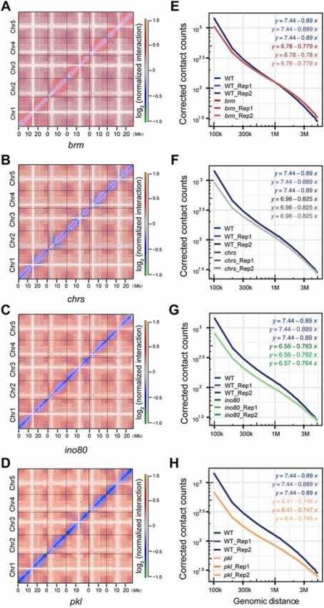 Results of mutations in chromatin remodeling enzymes (Yang et al., 2022)