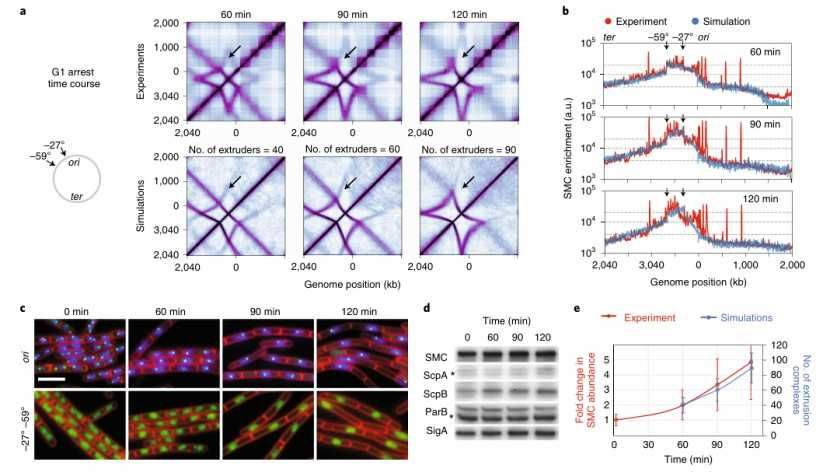 The different number of SMC complexes per chromosome tunes the shape of contact maps (Hugo et al., 2021)