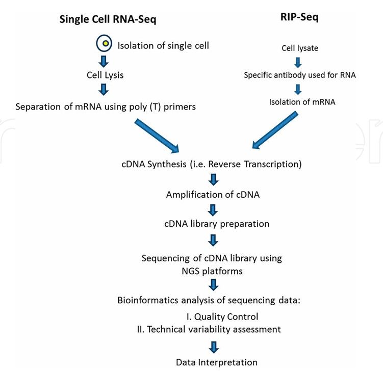 The flowchart of single-cell RNA sequencing (scRNA-seq) and RNA immunoprecipitation sequencing (RIP-Seq) (Nakul et al., 2022)