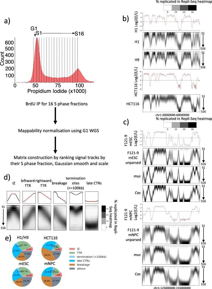 Robust and reproducible heatmaps are generated by high - resolution Repli - Seq, which can annotate the features of replication with fine temporal resolution (Zhao et al., 2020)