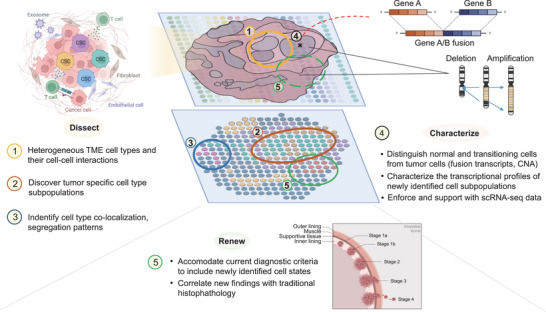 In cancer research, spatial transcriptomics has been applied (Park et al., 2023)