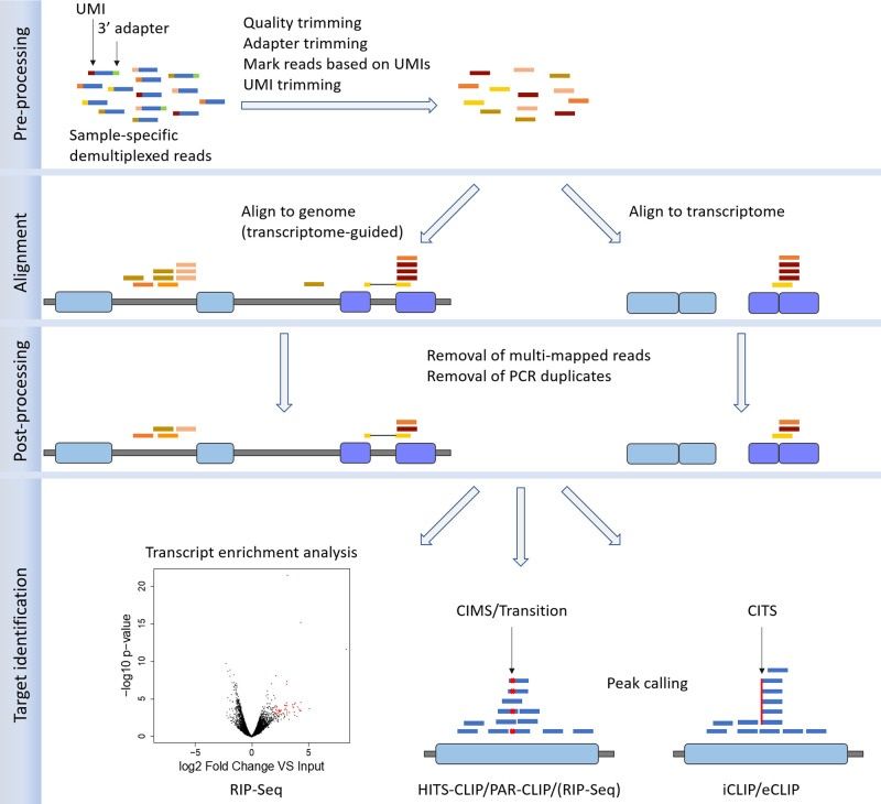 The bioinformatics analysis of CLIP-Seq and RIP-Seq data was conducted (Colantoni et al., 2020)