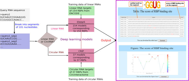The workflow of the RBPsuite webserver is described (Pan et al., 2020)