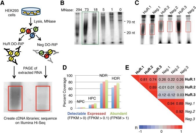 Presenting a schematic representation of the DO-RIP-seq procedure (Nicholson et al., 2017)