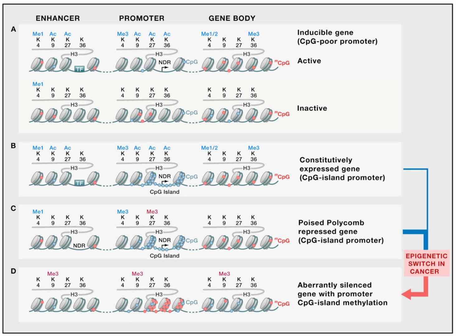 Illustrative examples of diverse chromatin configurations reflecting epigenetic states (Shen et al., 2013)
