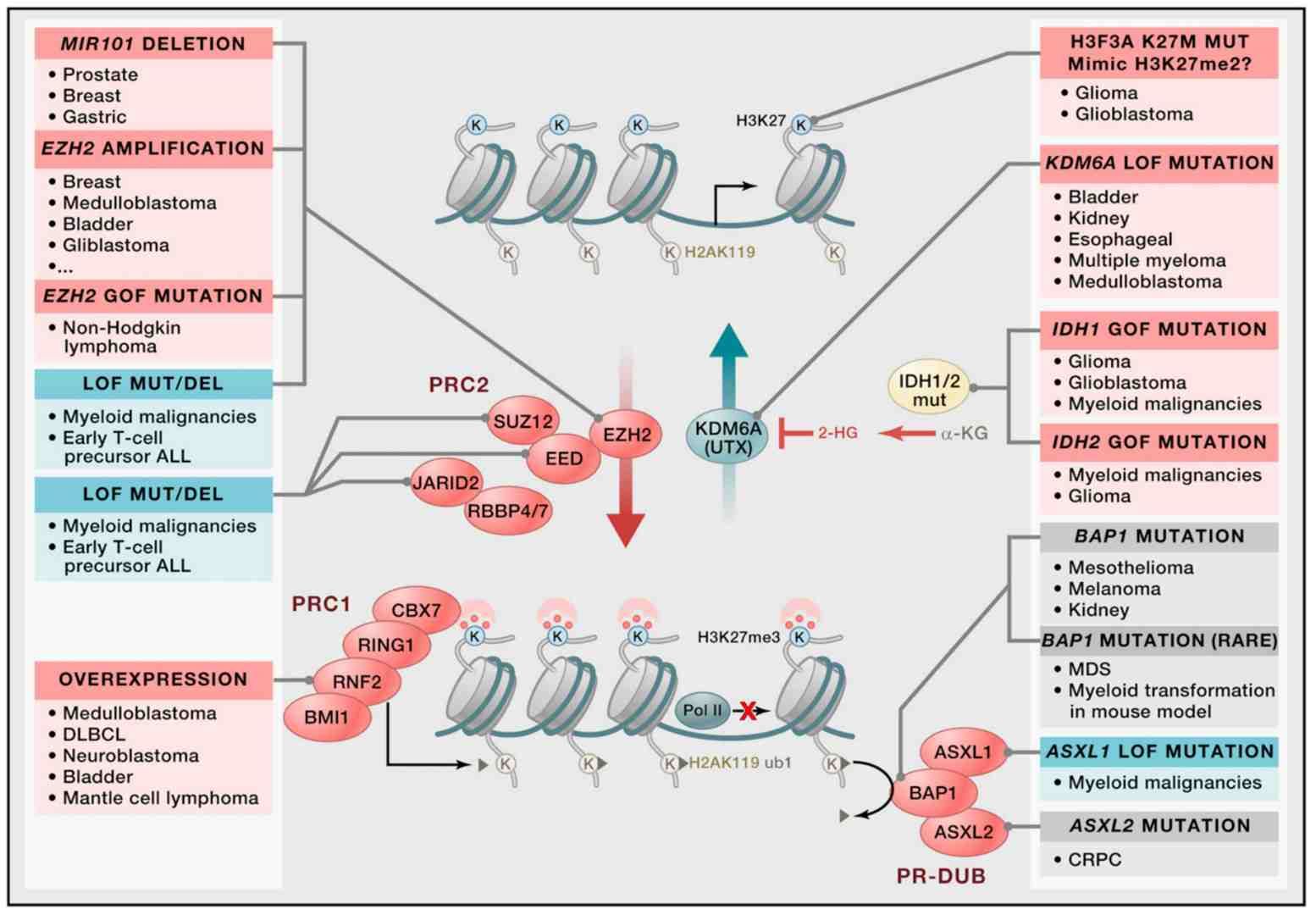 Schematic showing how mutations interfere with H3K27-mediated epigenetic regulation in tumorigenesis (Shen et al., 2013)