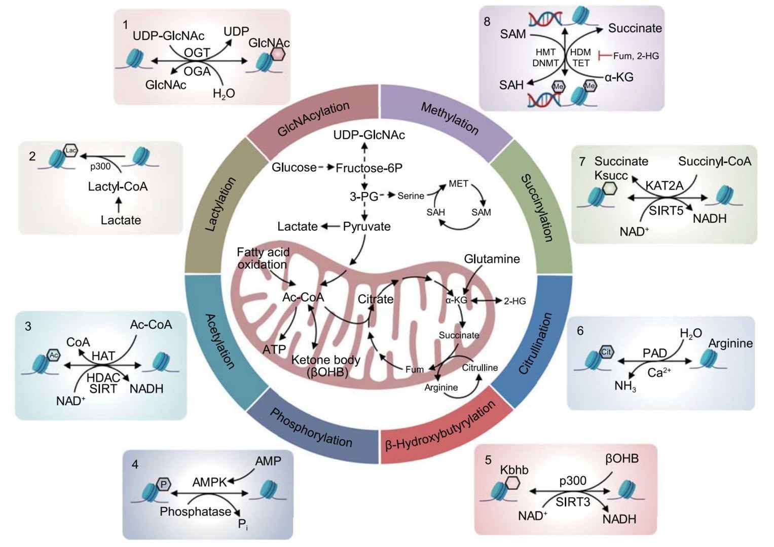 Diagram highlighting the interplay between cellular metabolism and epigenetic regulation pathways (Sun et al., 2022)