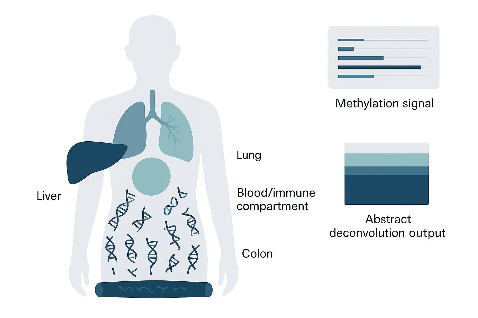 Cell-of-Origin Analysis in cfDNA Methylation Studies: What Can Be Inferred and How to Design the Project