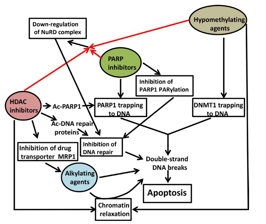Chromatin Remodeling Complexes: Mechanisms, Technologies, and Clinical Frontiers
