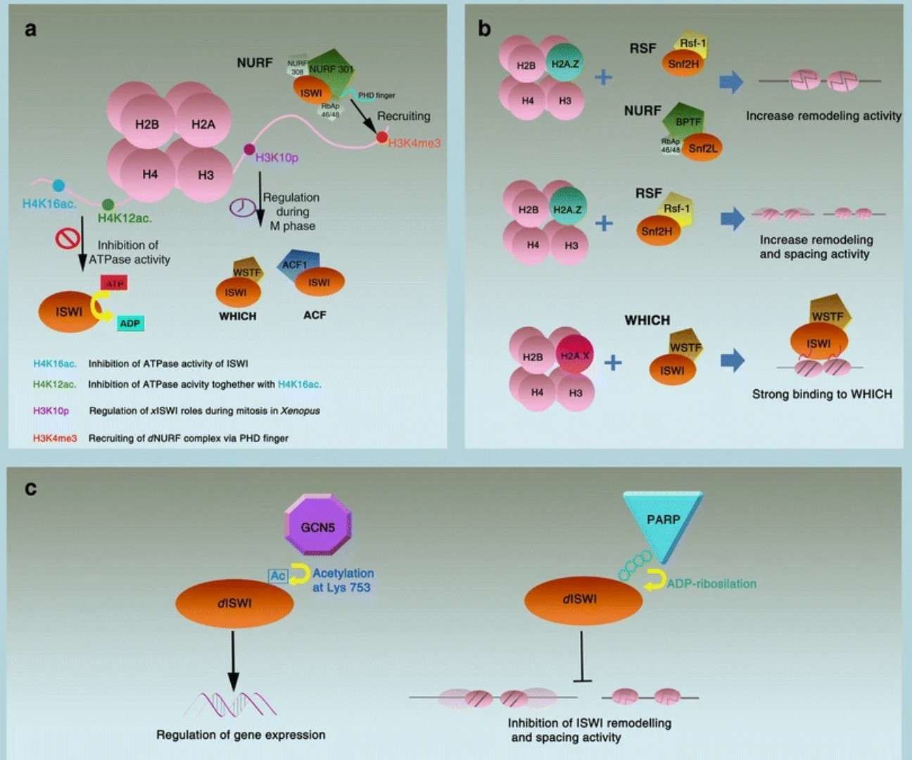 ISWI regulation by histone modifications (Toto et al., 2014)