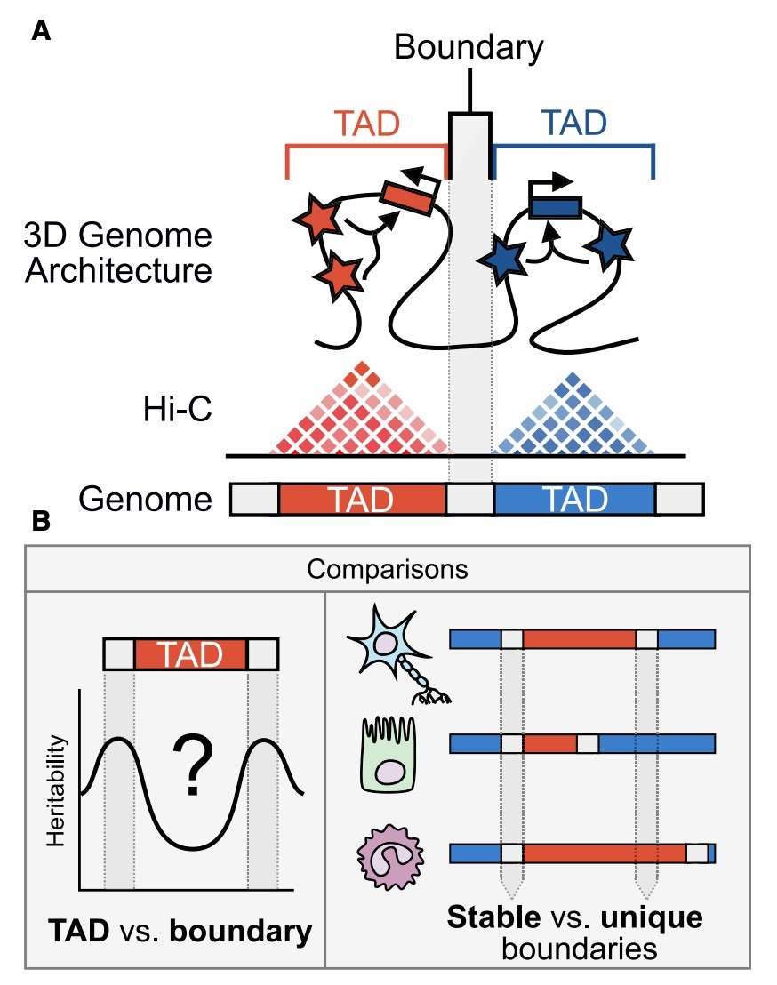 Analysis of 3D chromatin TAD-boundary stability (McArthur and John, 2021)