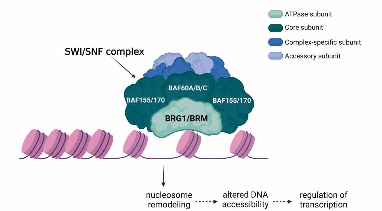 SWI/SNF complex in gene regulation (Navickas et al., 2023)
