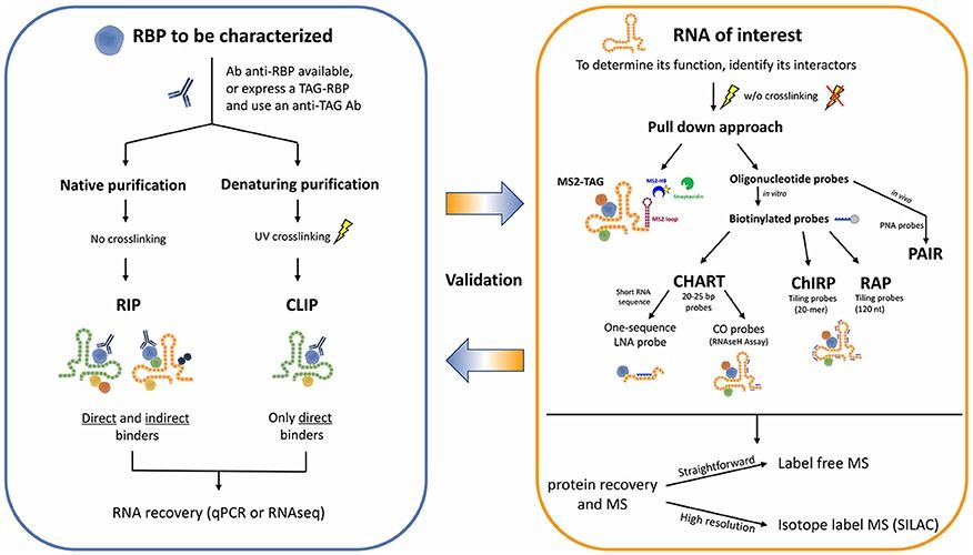 The workflow for the identification of RNA-protein interactions was described (Barra et al., 2017)