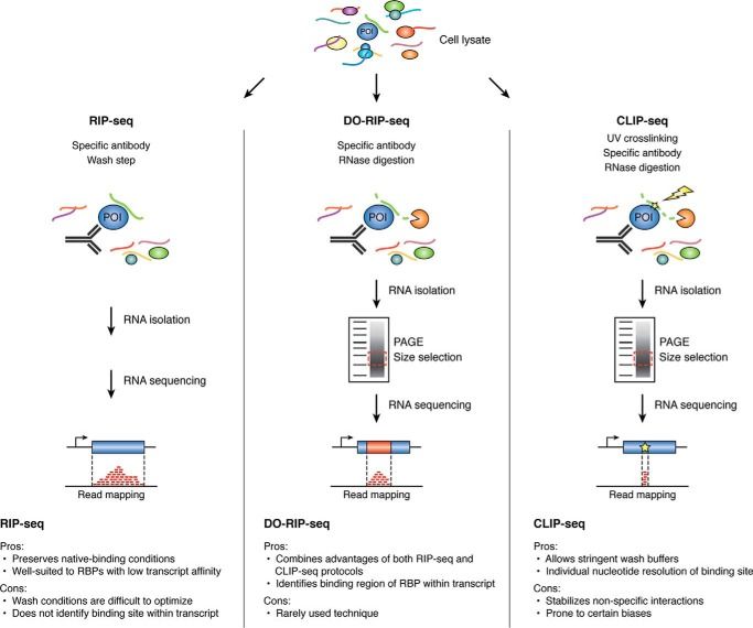 A comparative overview of the advantages and disadvantages of pulldown methods for studying RNA–protein interactions is provided by (Moore et al., 2019)