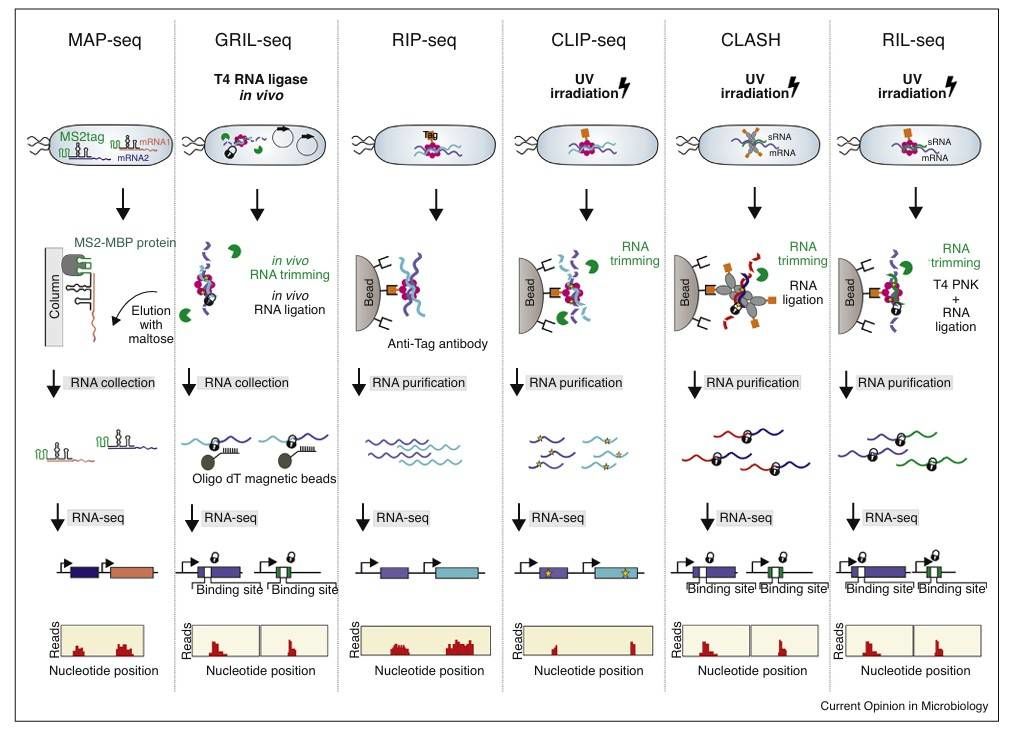 Describe new RNA-seq-based methods for deciphering regulatory RNA networks (Saliba et al., 2017)