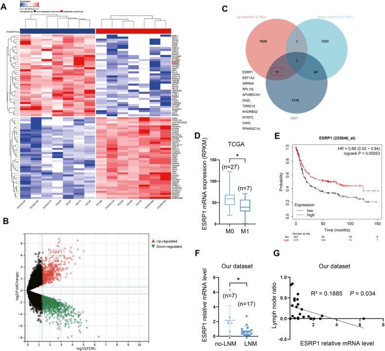 In metastatic gastric cancer, RNA binding protein ESRP1 is downregulated (Li et al., 2023)