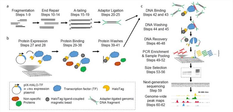 DAP-seq protocol overview