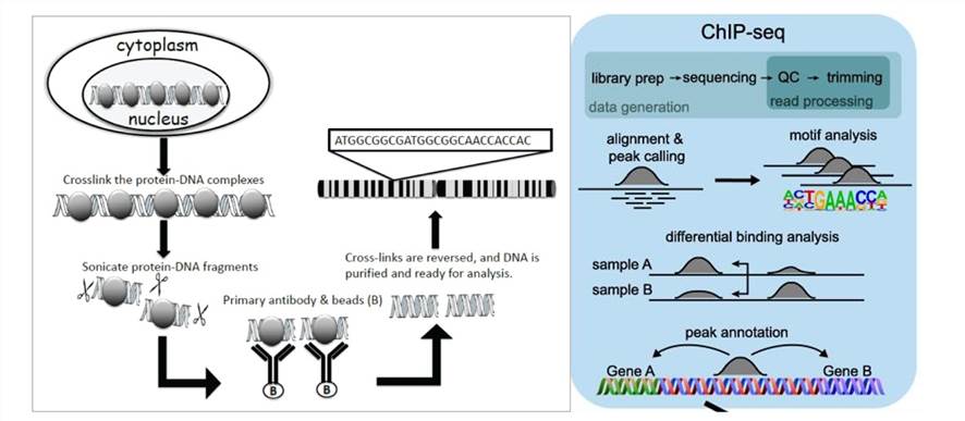 Principle of ChIP assay and ChIP-seq