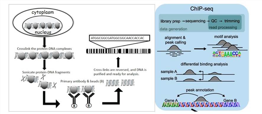 DAP-seq vs ChIP-seq：Comparison of Protein-DNA Interactions in the Genome