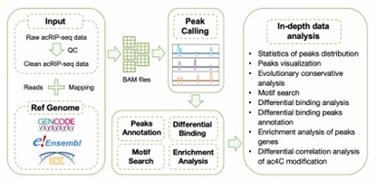acRIP-seq: Data Analysis and Multi-omics Integration