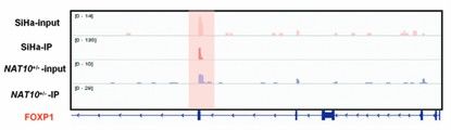 Visualizing ac4C-enriched peaks using IGV software (Chen et al., 2023)