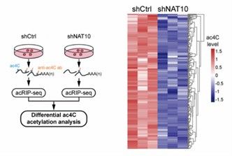 Heatmap of 125 transcripts showing peak ac4C reduction in shNAT10 cells (Liu et al., 2024)