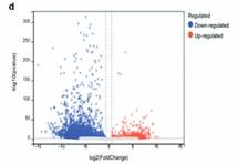 Volcano plot showing changes in ac4C levels on mRNA after NAT10 knockdown in SiHa cells (Chen et al., 2023)