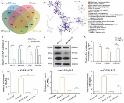 Multi-omics integration to verify that NAT10 function as a downstream mediator of LINC00623 (Feng et al., 2022)