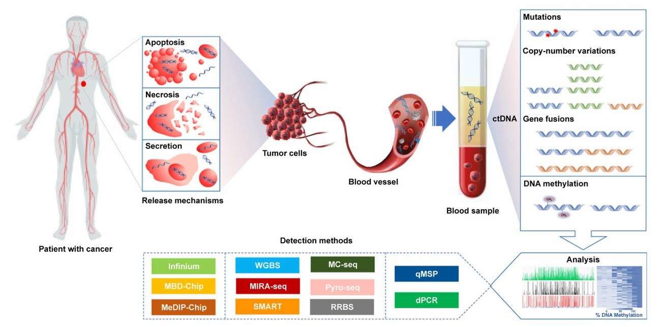 DNA Methylation Array Applications: Bridging Clinical Breakthroughs and Research Innovations