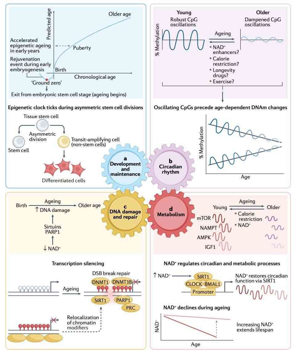 Molecular pathways underlying age-related epigenetic modifications (Seale et al., 2022)
