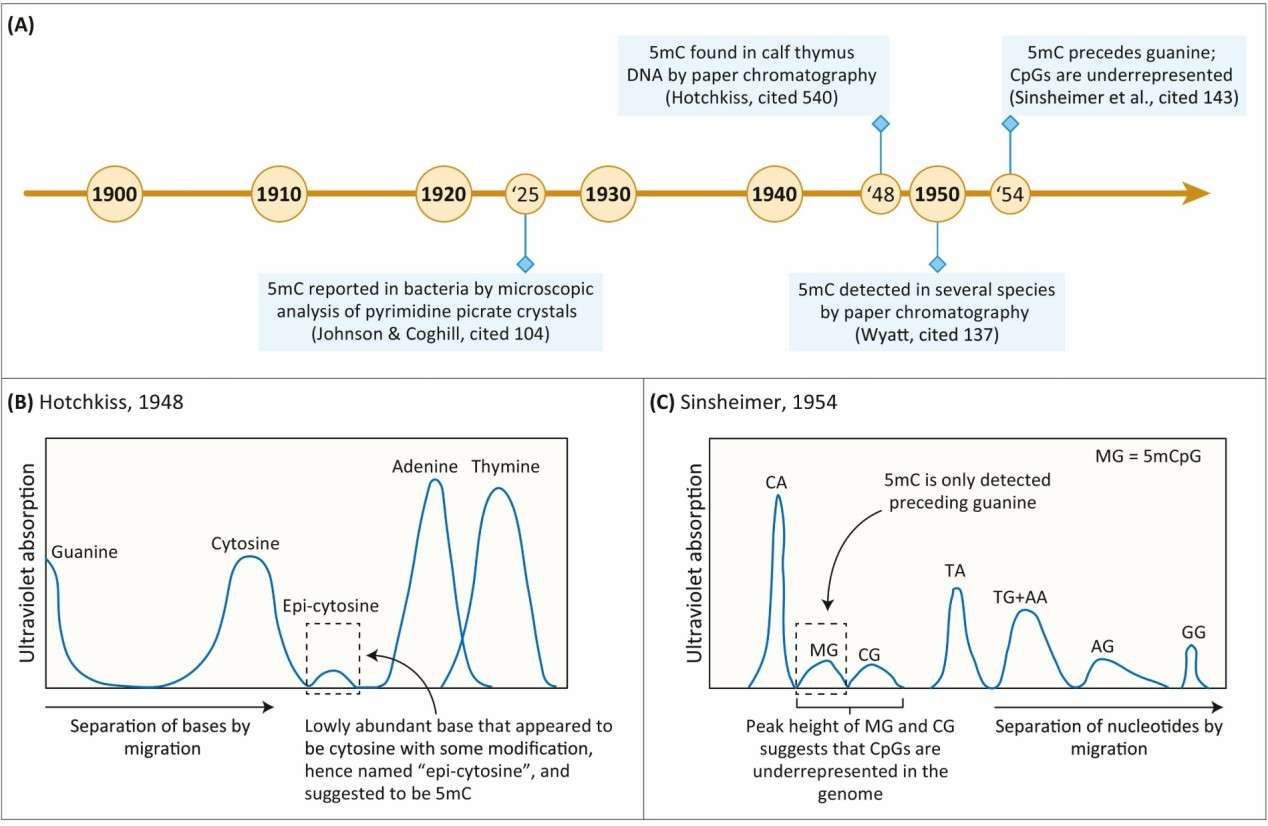 Identification and characterization of 5-methylcytosine in epigenetic regulation (Mattei et al., 2022)