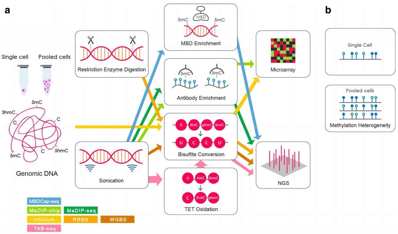 Standard methodologies for genomic-scale methylation profiling in epigenetics (Yong et al., 2016)