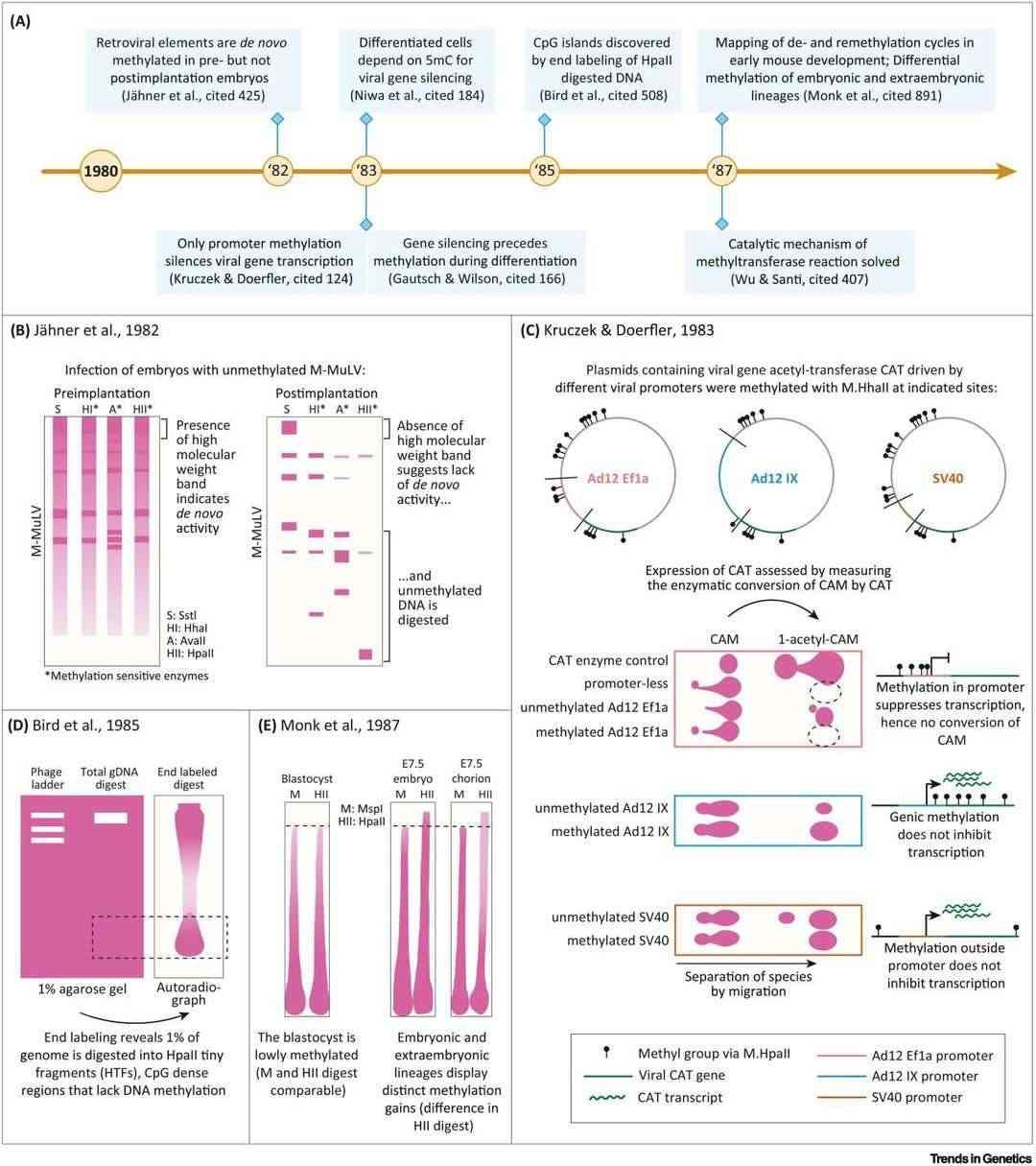 Methylation patterns in gene promoters and CpG island identification (Mattei et al., 2022)