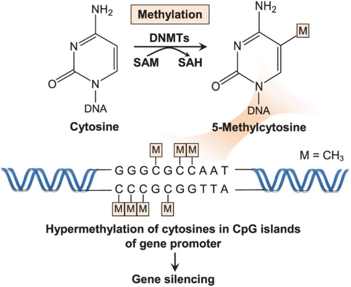 Enzymatic methylation of cytosine in CpG islands mediated by DNMTs using S-adenosylmethionine (SAM) as a methyl donor (Wong et al., 2019)